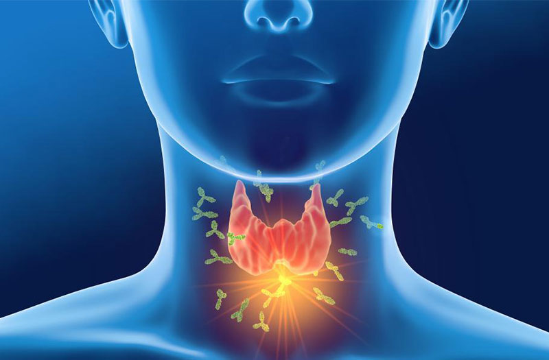 Hình minh họa tuyến giáp và vai trò của hormone tuyến giáp